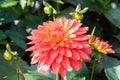 Orange waterlily type flower Garden Dahlia Melody Swing